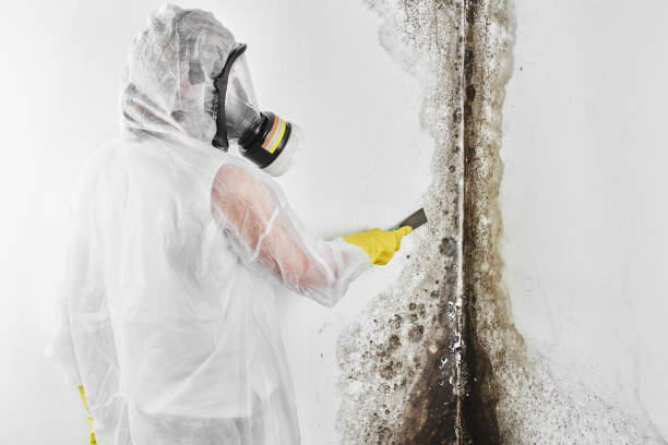 Best Emergency Mold Removal  in Warrensburg, MO