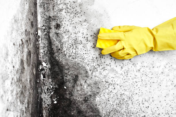 Best Mold Damage Repair  in Warrensburg, MO