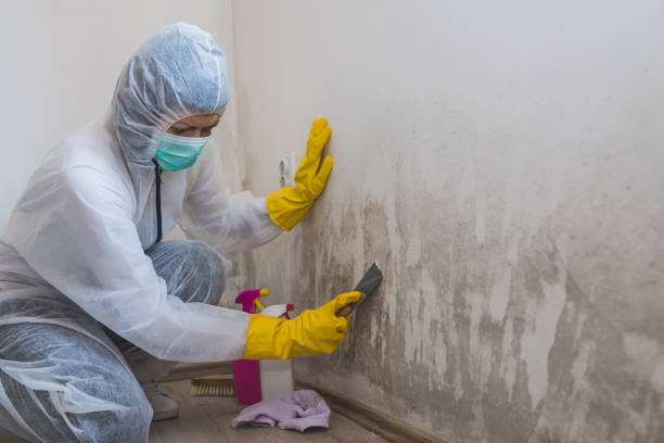 Best Attic Mold Removal  in Warrensburg, MO