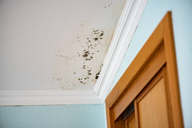 Best Mold Testing  in Warrensburg, MO