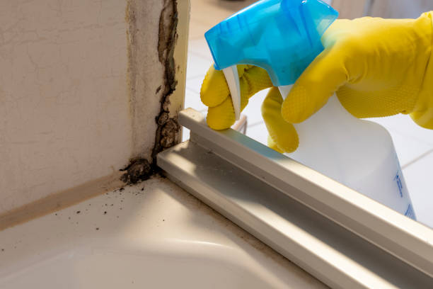 Best Same-Day Mold Removal  in Warrensburg, MO