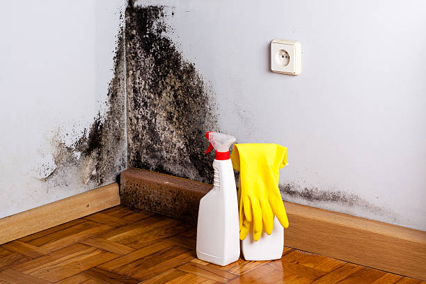 Best Certified Mold Removal  in Warrensburg, MO