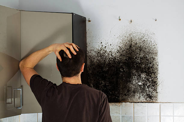 Certified Mold Removal in Warrensburg, MO