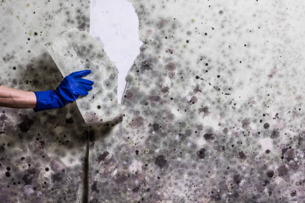 Office Mold Removal Services in Warrensburg, MO