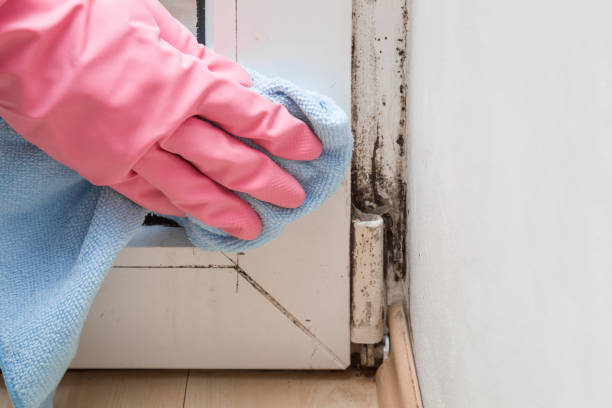 Mold Removal Process in Warrensburg, MO